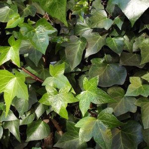 Brečtan popínavý (Hedera helix) - výška 10-15 cm, kont. P9